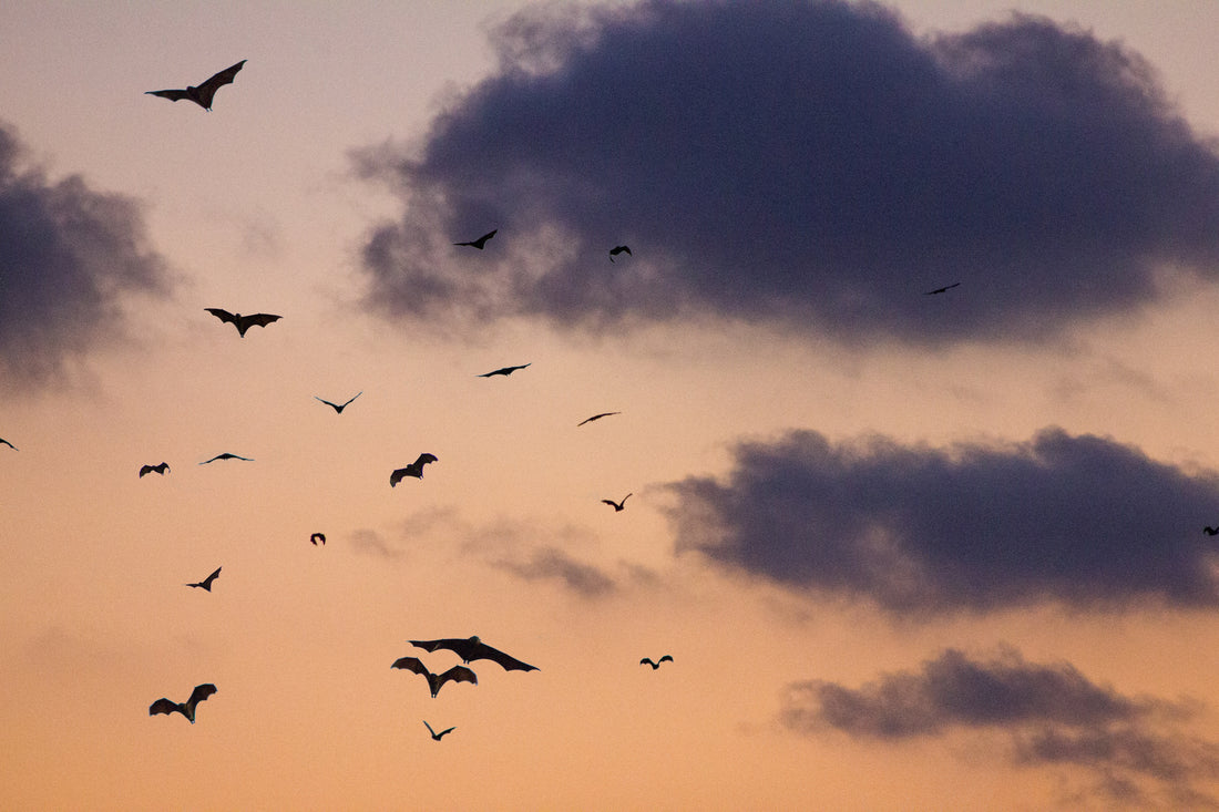 4 Tips to Create a Bat-Friendly Garden