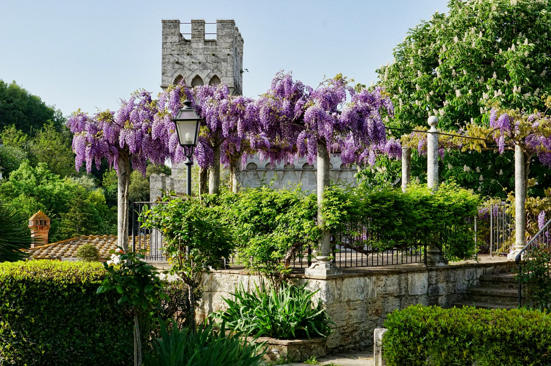 5 Fuss-free flowering vines for trellises & arbors