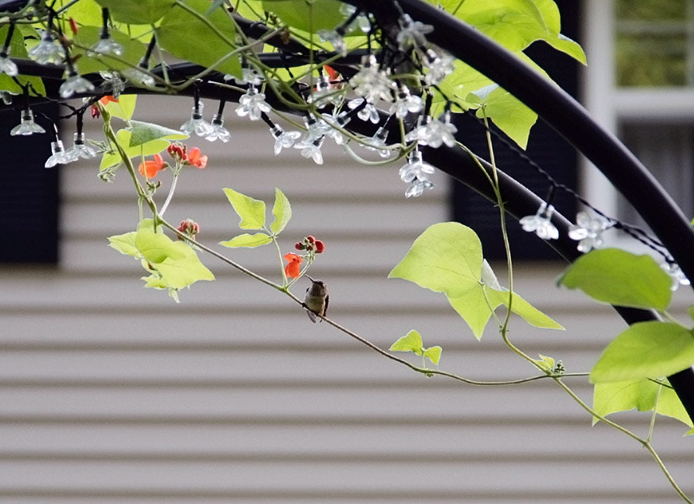 Lattice Iron Arbor