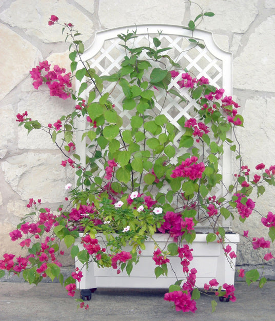 Calypso Planter with Trellis