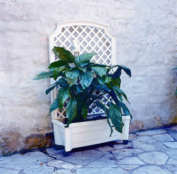 Calypso Planter with Trellis
