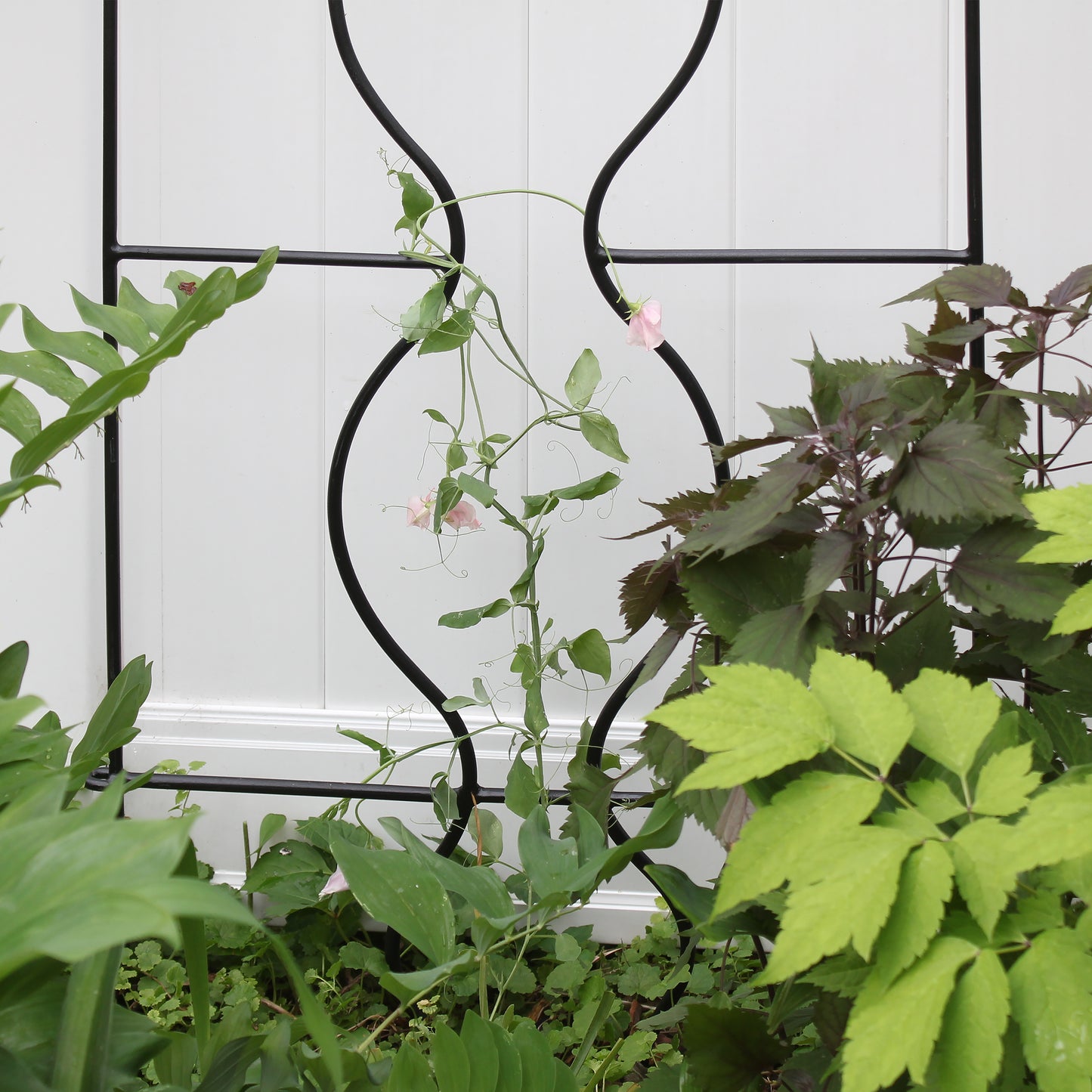 Orangerie Trellis