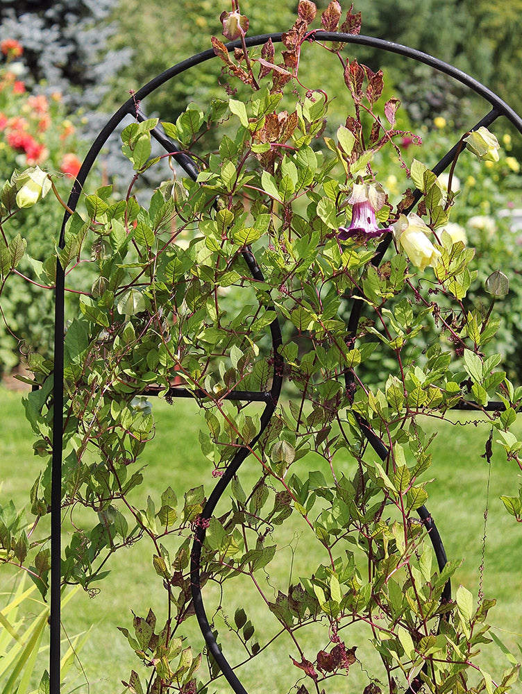 Orangerie Trellis