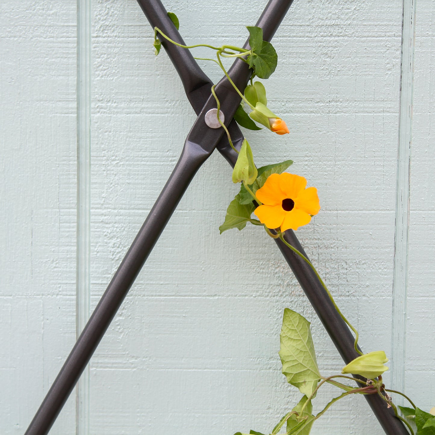 Wall Mounted Lattice Trellis