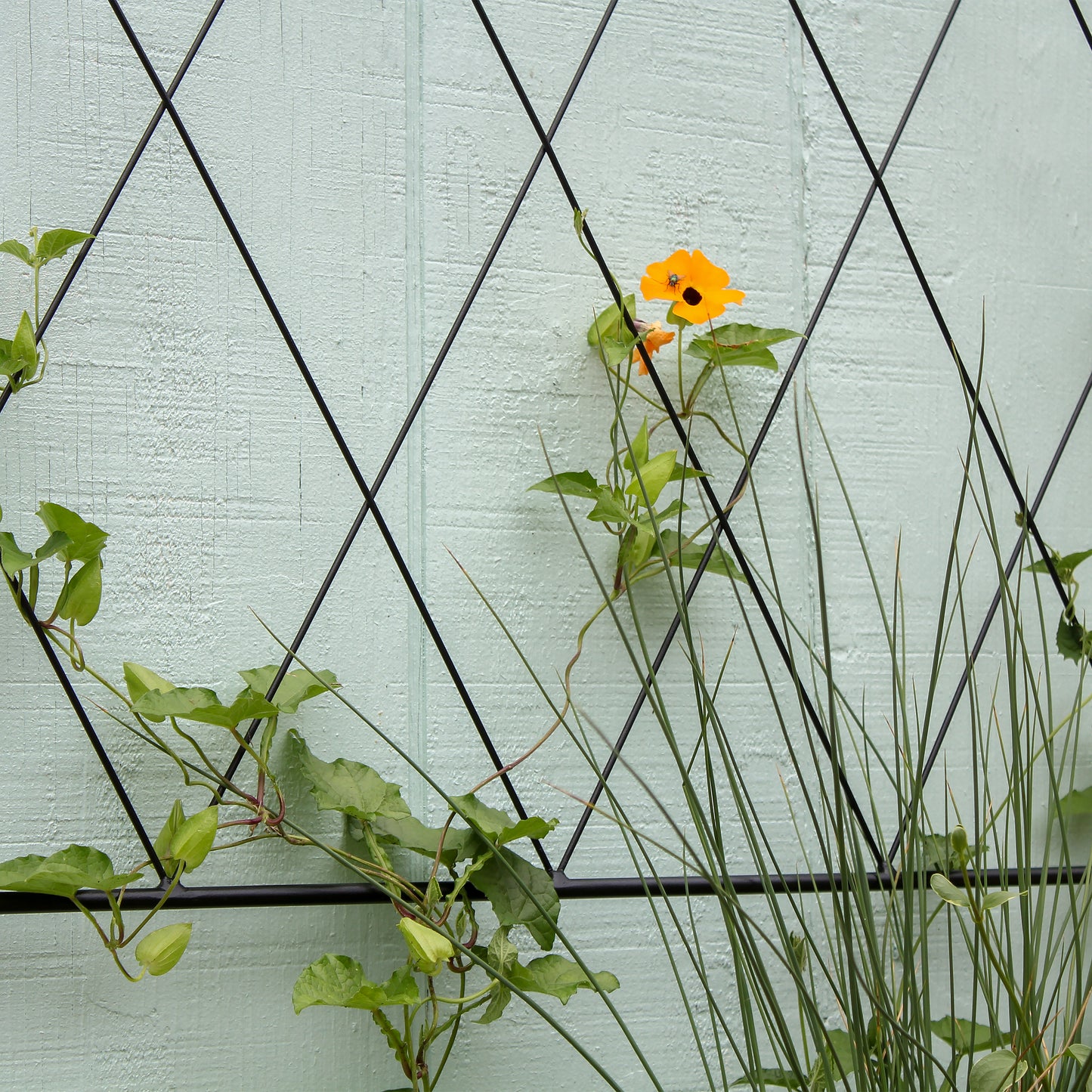 Oxfordshire Trellis