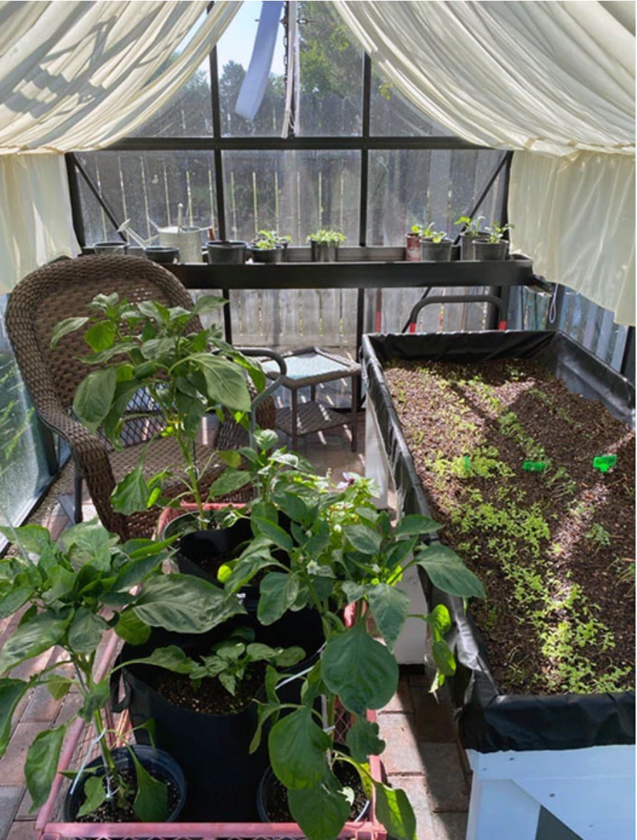 Junior Victorian Glass Greenhouse (3 Sizes)