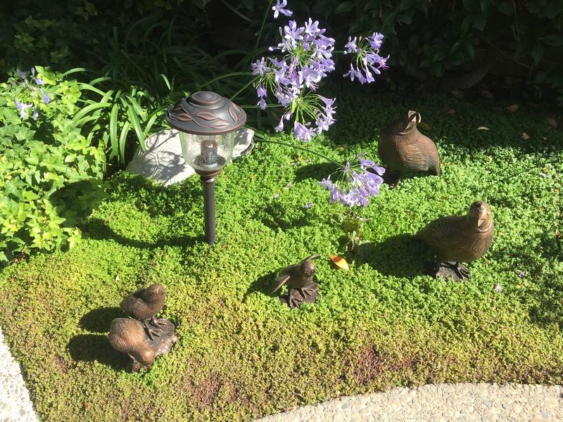 Solid Bronze California Quails Family