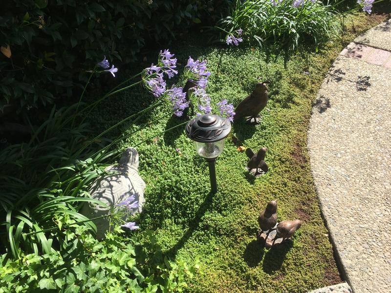 Solid Bronze California Quails Family