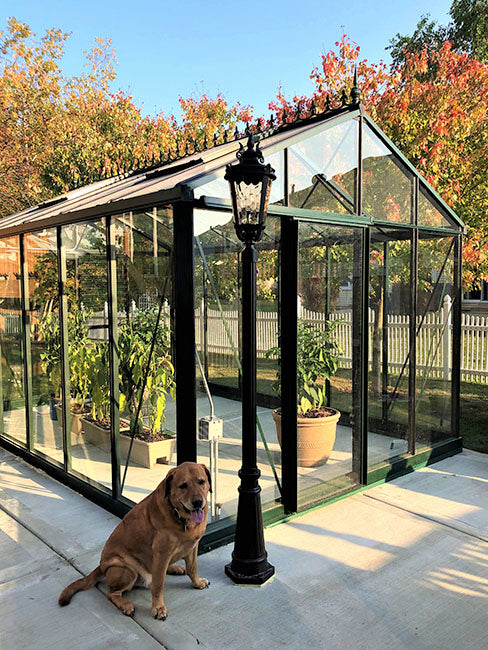 10'x15' Royal Victorian Glass Greenhouse (VI34)
