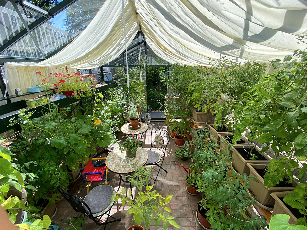 10'x15' Royal Victorian Glass Greenhouse (VI34)