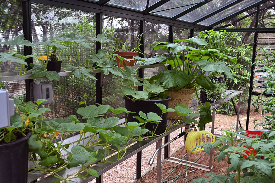 10'x15' Royal Victorian Glass Greenhouse (VI34)