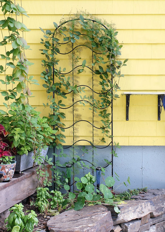 Waves Trellis