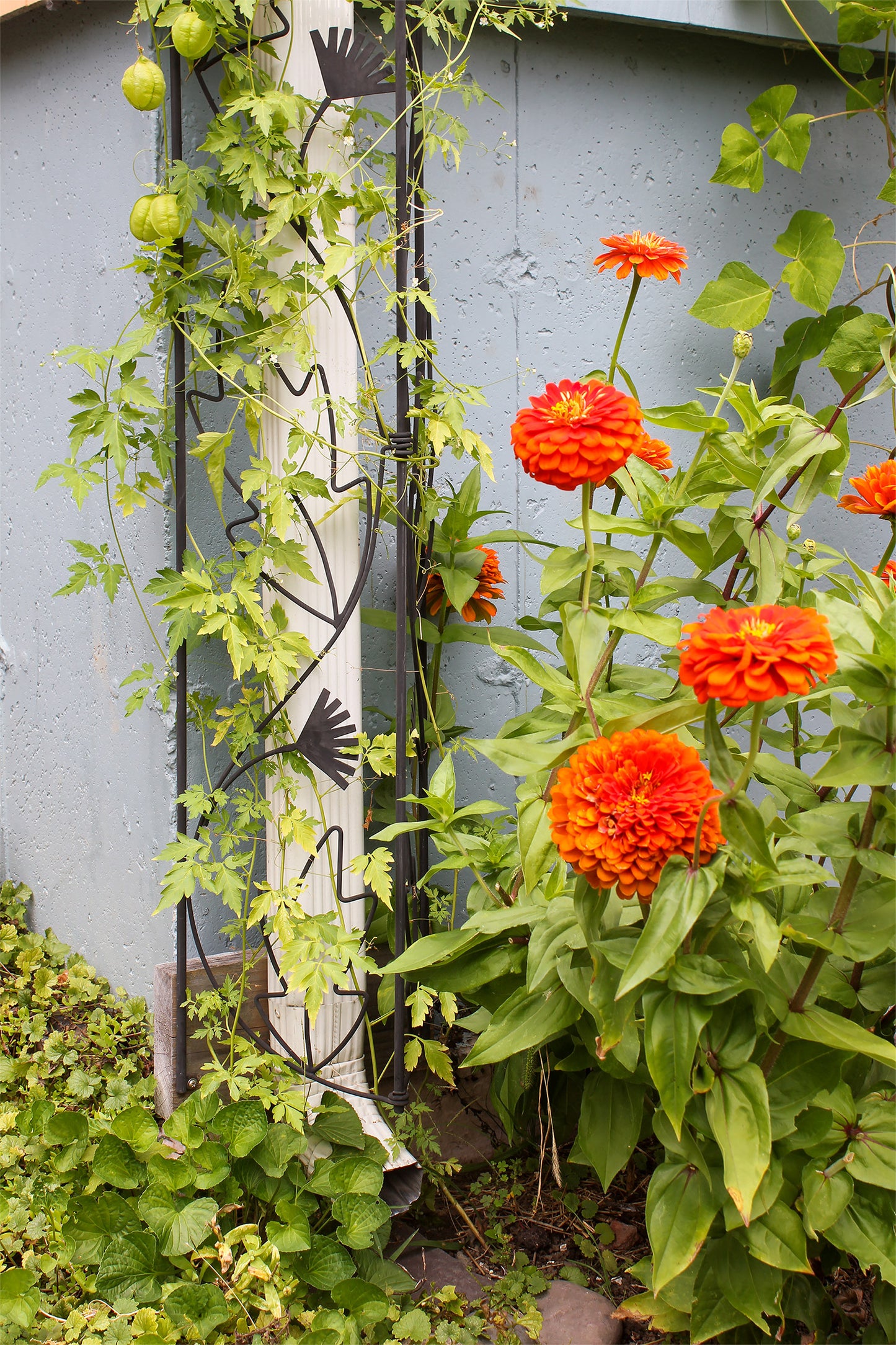 Downspout Trellis