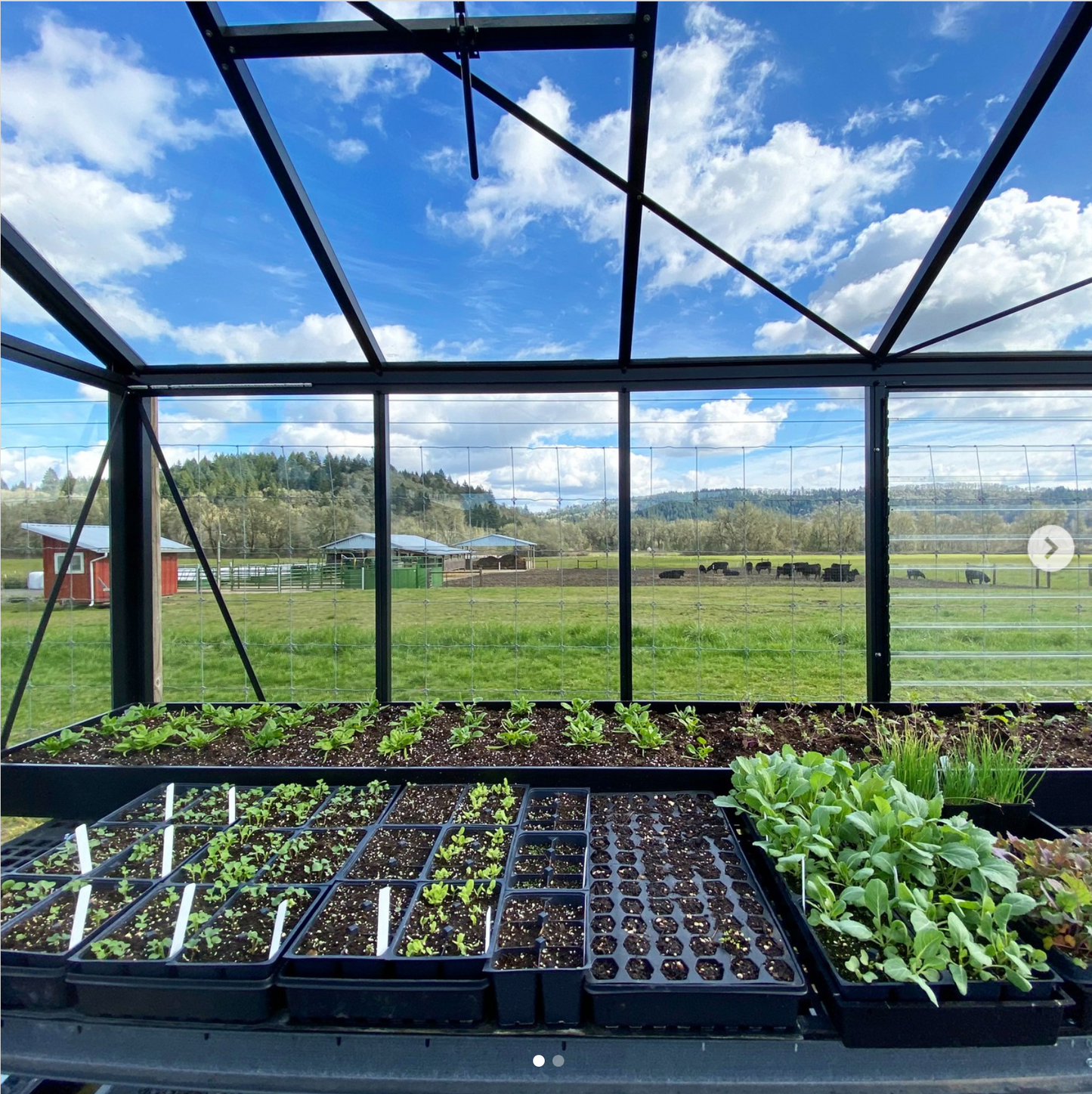 Junior Victorian Glass Greenhouse (3 Sizes)